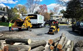 Professional Tree Care in Creve Coeur, MO