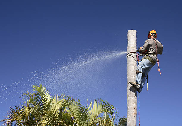 How Our Tree Care Process Works  in  Creve Coeur, MO