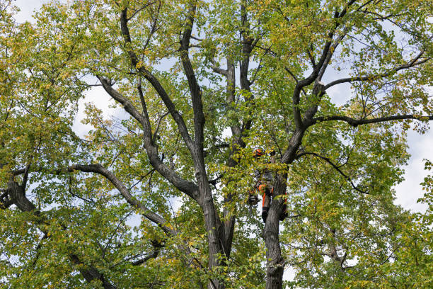 Tree and Shrub Care in Creve Coeur, MO